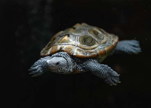 sea life brown turtle turtle